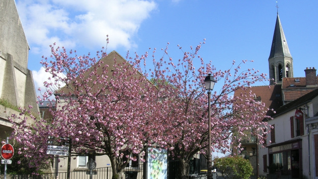 Lire la suite à propos de l’article L’arbre dans la ville (2)